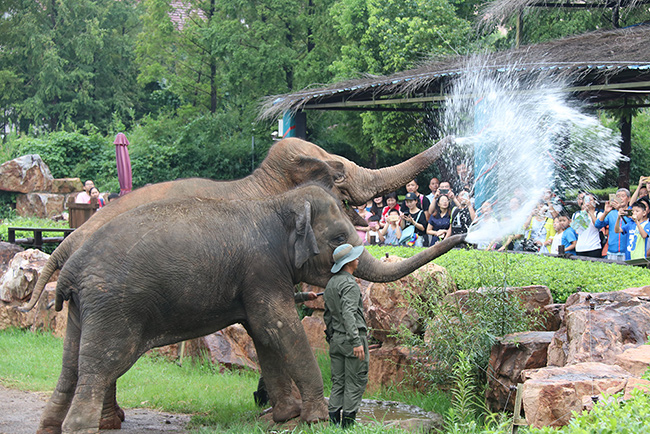 上海野生動物園大象 大為公司游